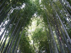 ���s���Ȓ|�т̓���